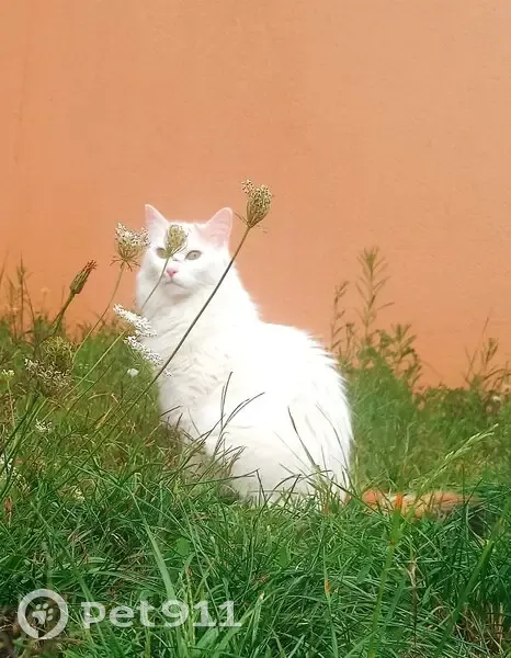 Chatte blanche queue rousse disparue à Péronnas - photo
