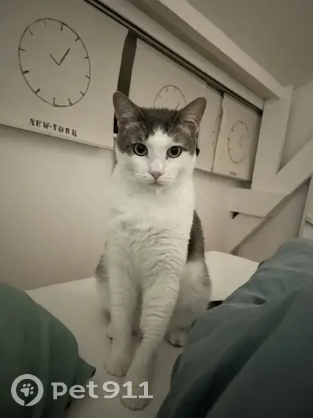 Chat disparu : Grand mâle blanc tacheté, Mushu - photo