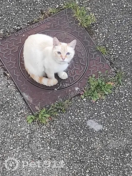 Chat mâle crème et roux trouvé à Chaponost - photo