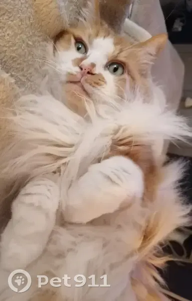 Chat roux et blanc perdu au Lardin-Saint-Lazare - photo