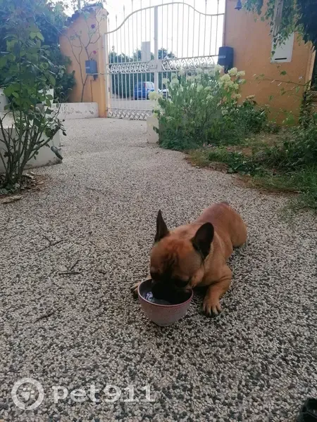 Bouledogue français trouvé, docile, Meyzieu - photo