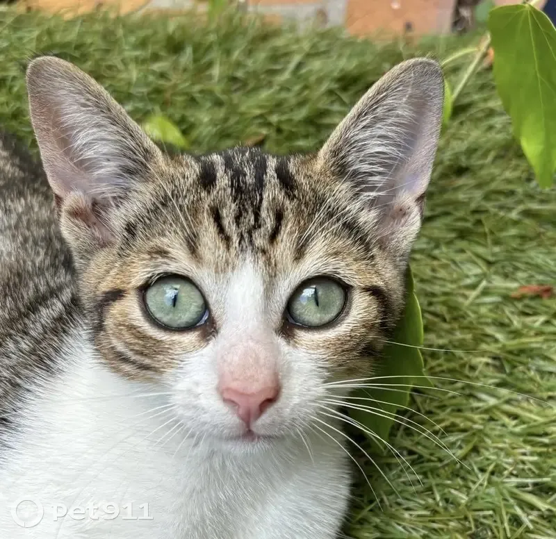 Chaton femelle tricolore trouvé à Bordeaux - photo
