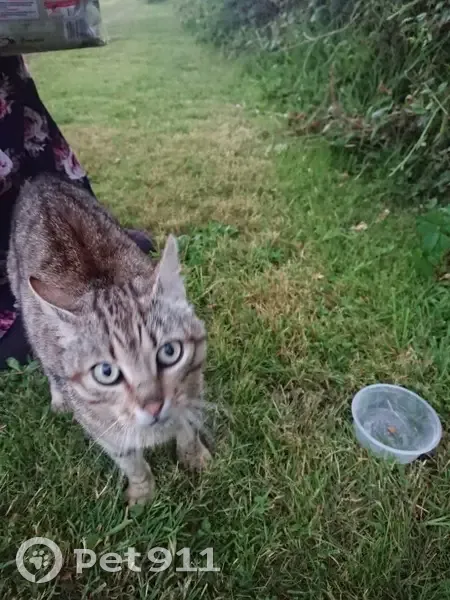 Chatte tigrée trouvée à Mesnard-la-Barotière - photo