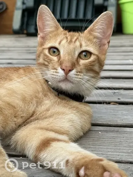 Chat disparu : Uno, roux tigré, Saint-Lubin - photo