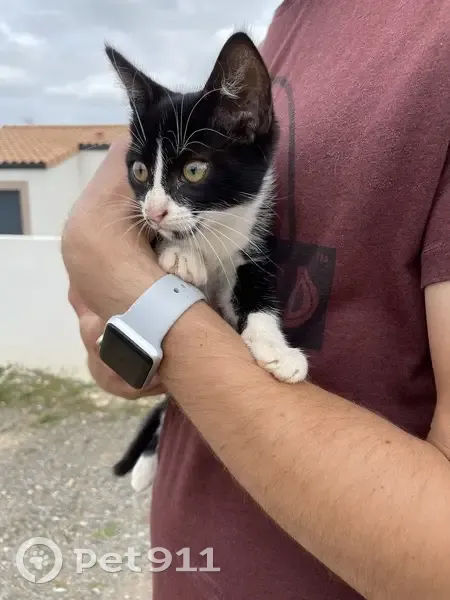 Chaton femelle noir et blanc trouvé à Longeville - photo
