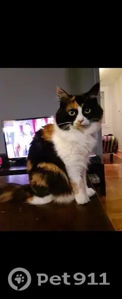 Chat perdu Biscotte, écaille, queue cassée - photo