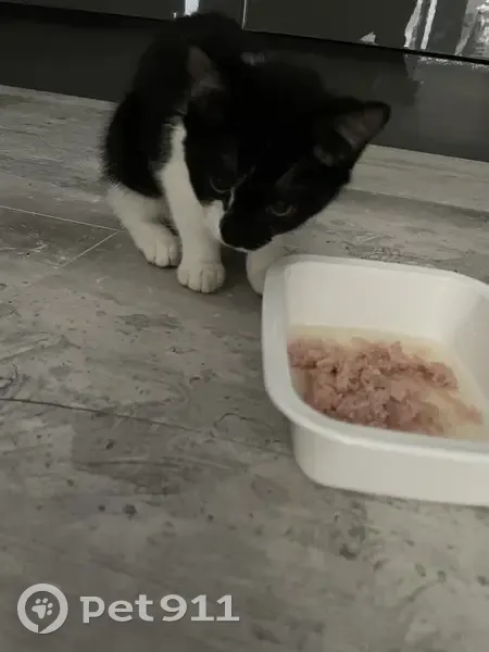 Chaton noir et blanc trouvé à Audincourt - photo