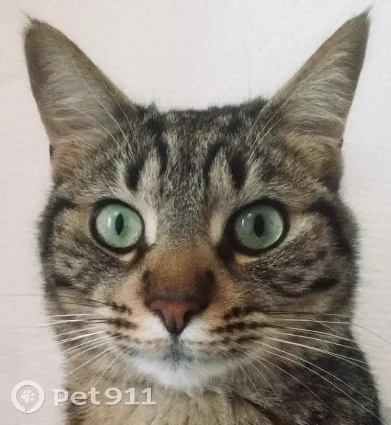 Chat tombé fenêtre, Rue Madame de Sanzillon - photo
