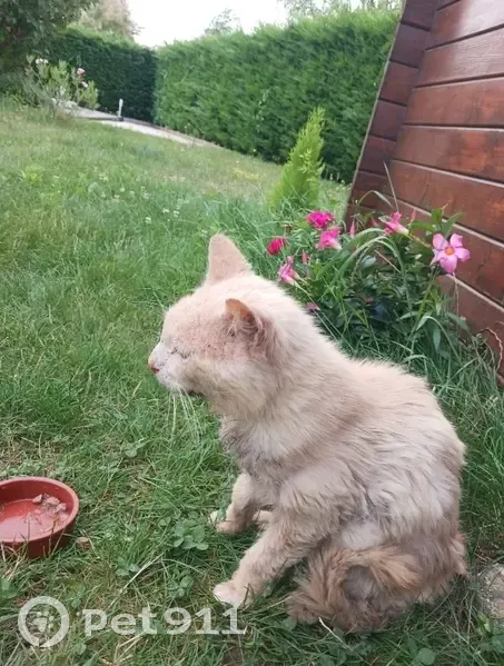 Chat squelettique trouvé, docile et câlin - photo