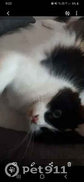 Chat disparu : femelle 8 ans, rue des Albatros - photo