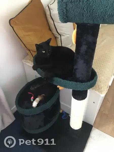 Chat noir disparu à Livry-Gargan - photo