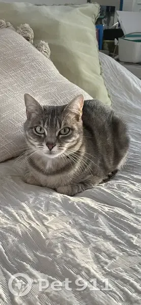 Chat gris perdu au Kremlin-Bicêtre - photo