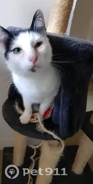 Chat mâle blanc et noir perdu à Guipavas - photo