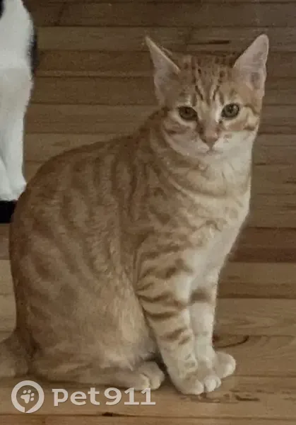 Chat européen roux tigré disparu à Strasbourg - photo