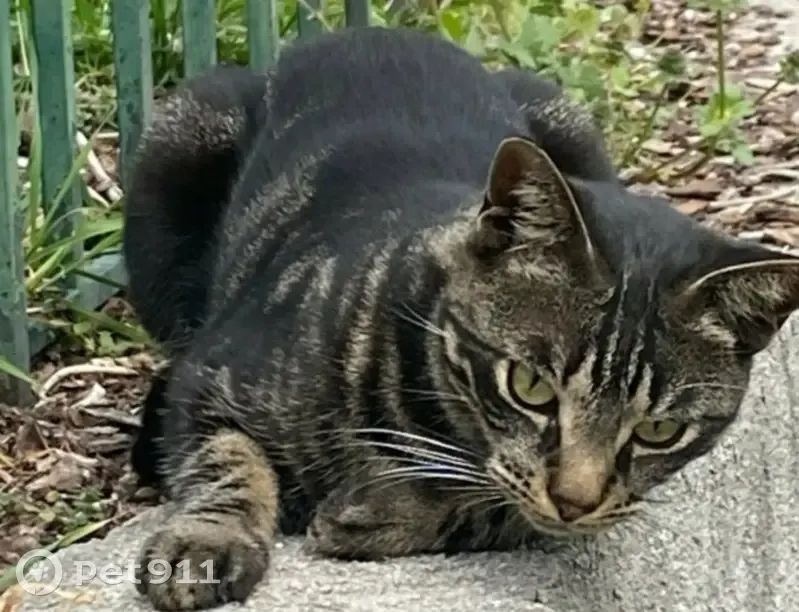 Chatte noire et tigrée perdue à Nice - photo