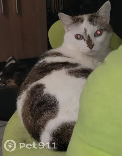 Chat siamois perdu : Jojo, 8 ans, Troyes - photo