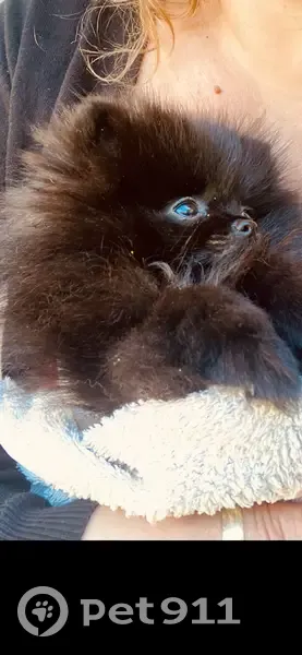 Petite Spitz noire perdue à Morancé - photo