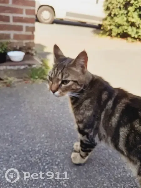 Chat très câlin trouvé à Halluin, 3-4 ans - photo