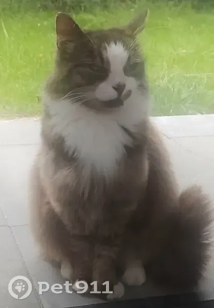 Chatte trouvée à Hasnon, craintive et douce - photo
