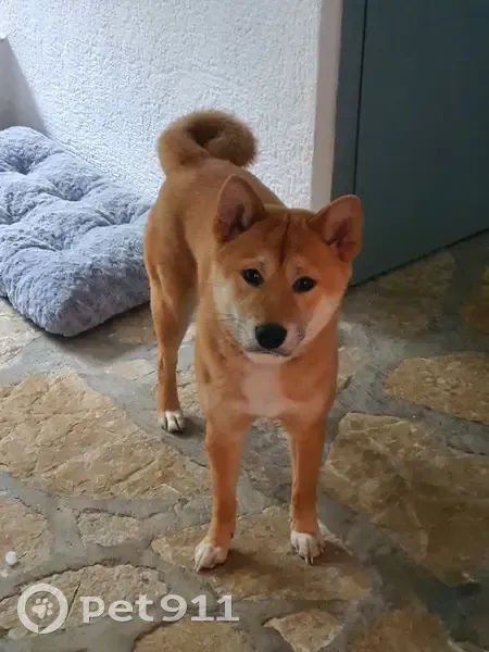 Chien perdu: Shiba Inu mâle, fauve, Rue Verlaine - photo