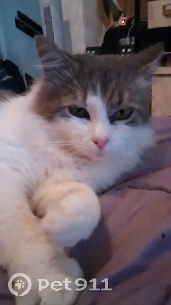 Chat mâle gris et blanc perdu à Beaurains - photo