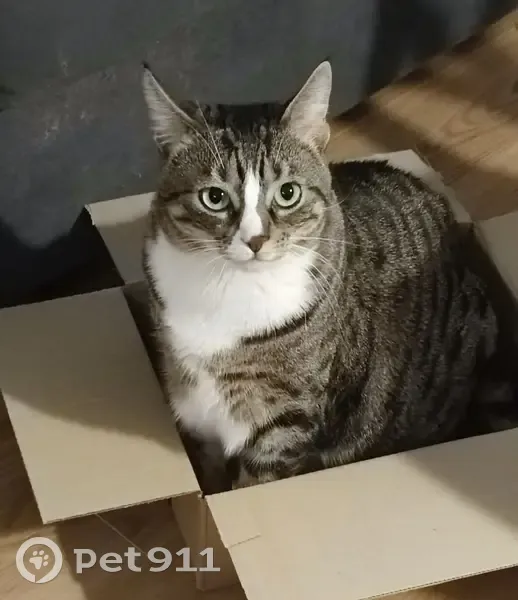 Chatte européenne disparue à Paris - photo