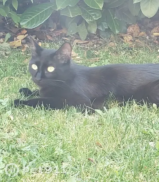 Jeune chat noir trouvé à Gap, St Jean - photo