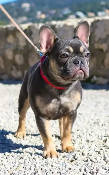 Bouledogue français femelle disparue à Vallauris - photo