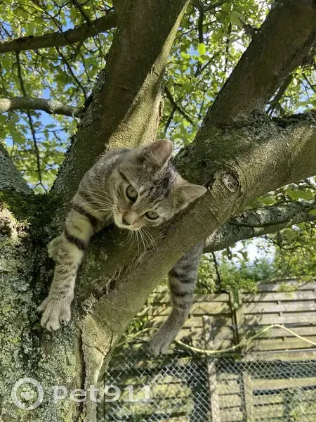 Chat tigré trouvé sans puce ni tatouage à Wallers - photo