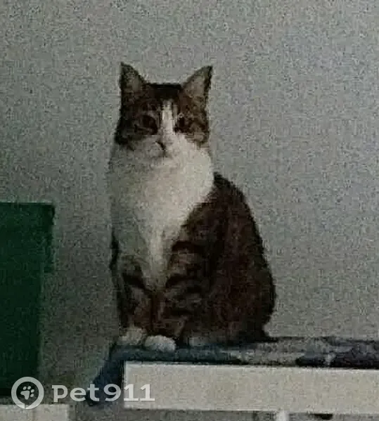 Chatte européenne disparue à Niort - photo