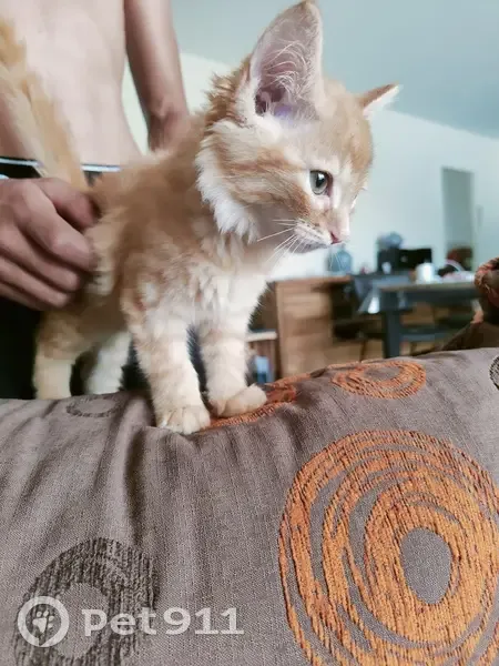 Chaton roux trouvé, femelle collier anti-puces - photo