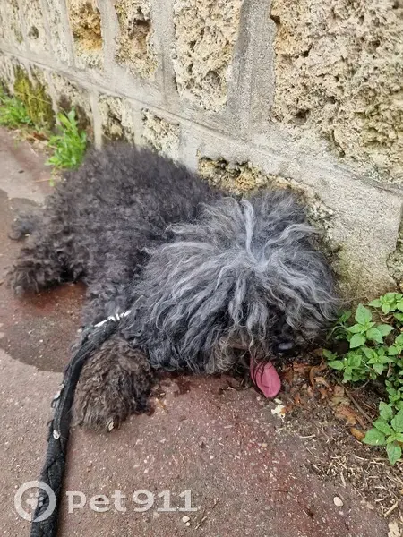 Chien errant remis à la police à Sceaux - photo