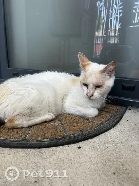 Chatte âgée blanche et marron trouvée maigre - photo