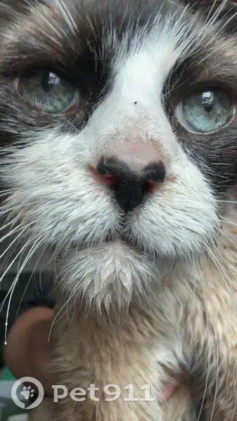 Siamois croisé perdu, diabétique, 15 ans - photo