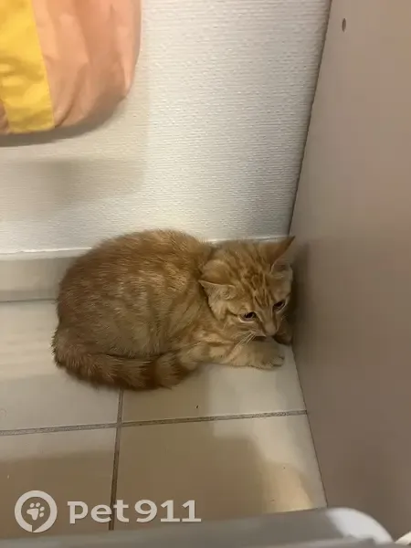 Petit chaton trouvé à Avrillé ce matin - photo