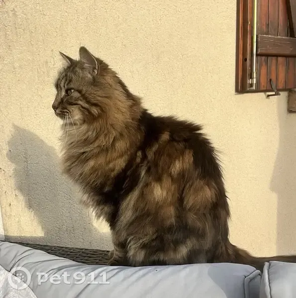 Chat norvégien disparu à Orçay, aide SVP - photo