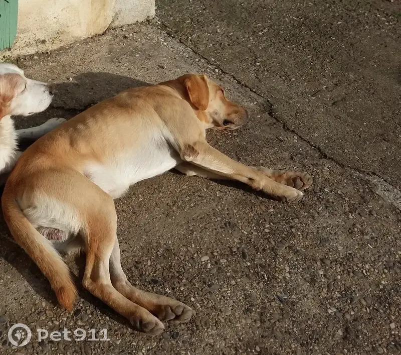 Labrador jaune perdu, répond à Iter, Plan-d'Orgon - photo