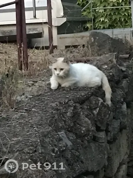 Chat blanc et crème trouvé à Cruscades - photo