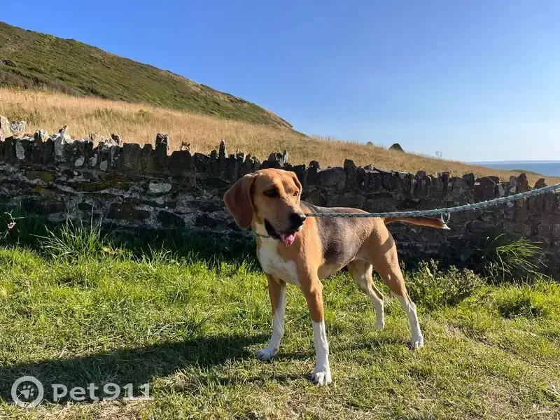 Beagle femelle trouvée plage Carteret, Normandie - photo