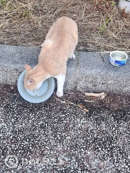 Chat roux et blanc trouvé, affamé, urgent - photo