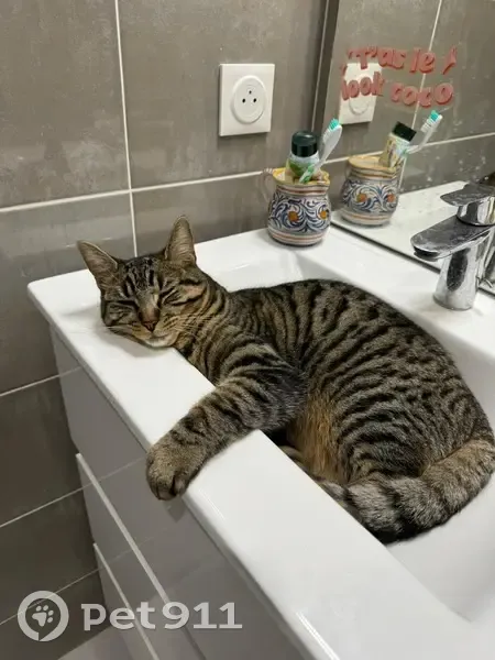 Chat tigré perdu à Villiers-sur-Marne - photo