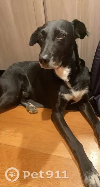 Berger Malinois Tatou perdu à La Perrière - photo