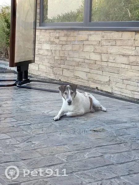 Chien trouvé au restaurant 