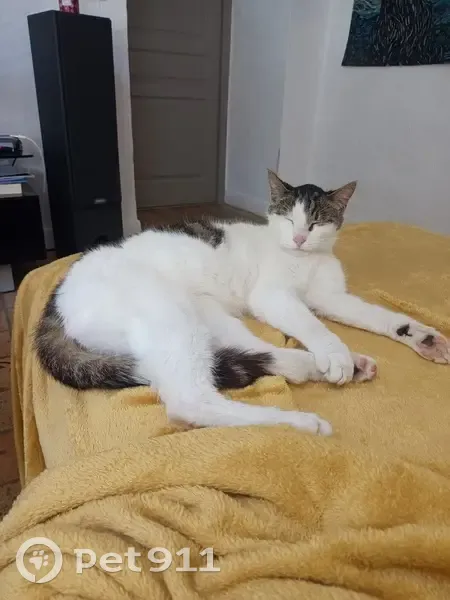 Chat mâle trouvé, rue de Montreuil, Beaucouzé - photo