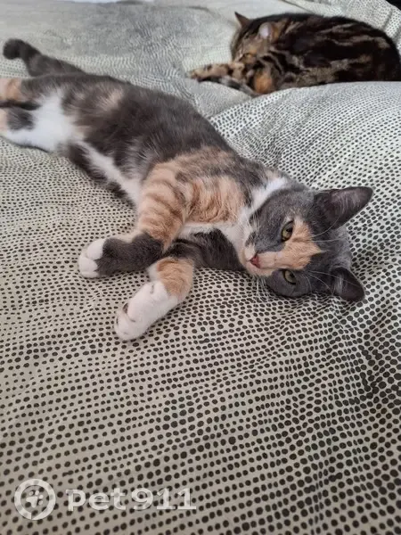 Chat écaille de tortue perdu à Saran - photo
