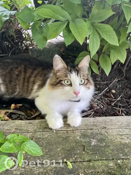 Chat européen perdu à Segré-en-Anjou Bleu - photo
