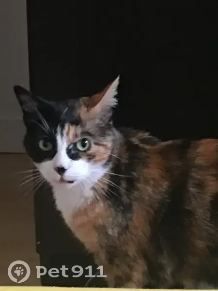 Jeune chatte Isabelle trouvée à L'Union - photo