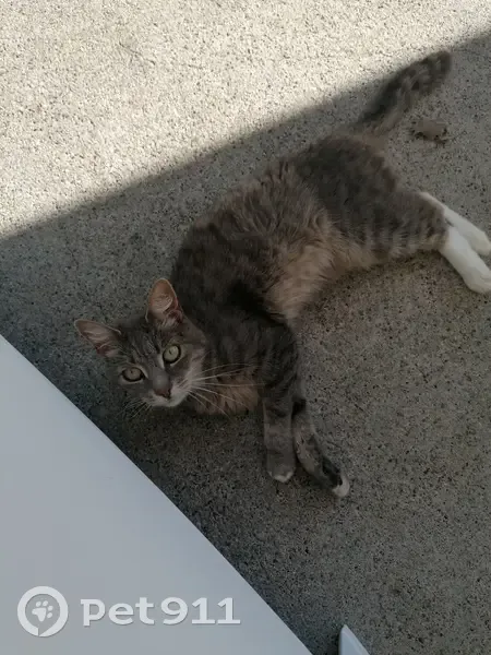 Chat câlin trouvé à Lalbenque - photo
