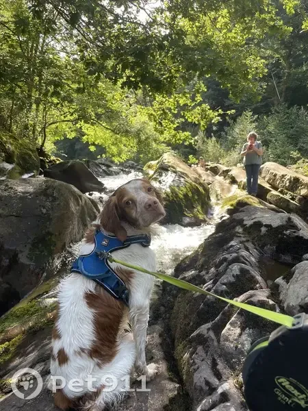 Chien perdu : Épagneul breton 8 ans, peureux - photo