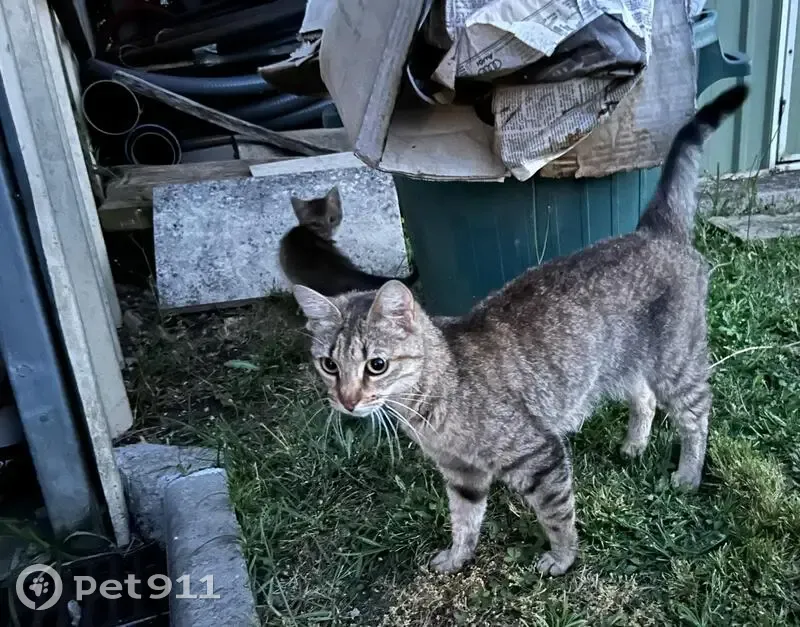 Chatte tigrée et petit trouvés à Arveyres - photo